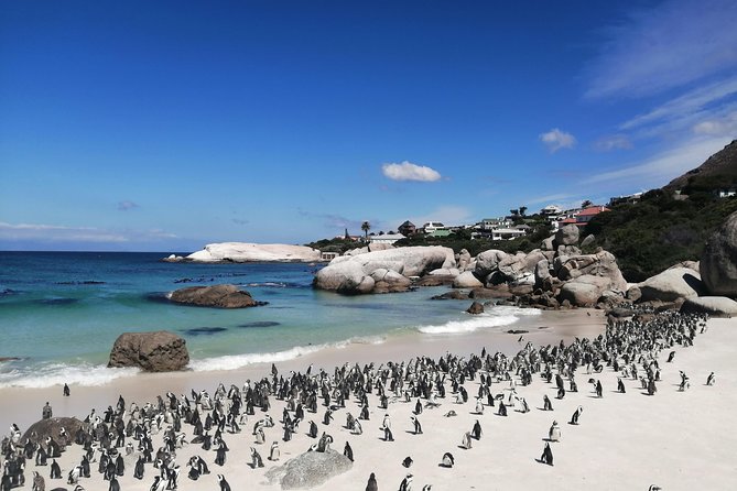 Bespoke Tour : Cape Point , Table Mountain & Penguin Colony Scenic Highlights