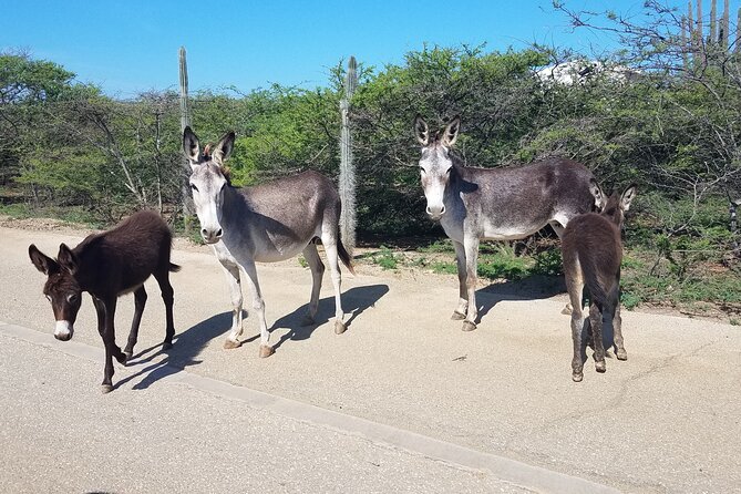 Best of Bonaire - Full Island Tour With a Local. - Suggested Attractions and Stops