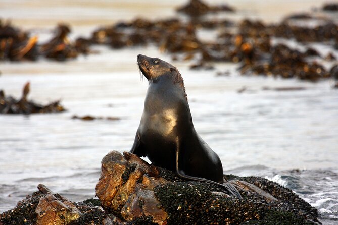 Big 5 Sea Safari In Walker Bay From Gansbaai Inclusions