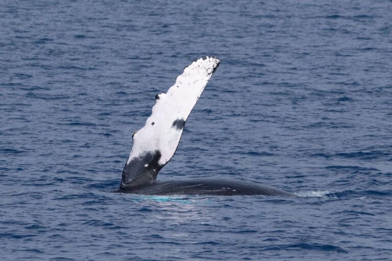 Big Island: Kona Super Raft Whale Watch Activity Details