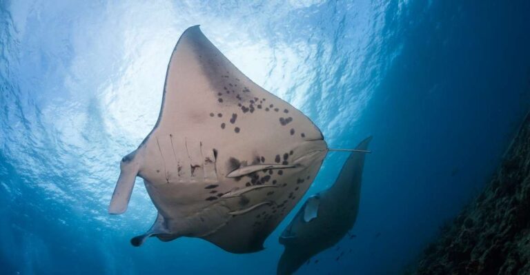 Big Island: Snorkel With Manta Rays Manta Guarantee Activity Details