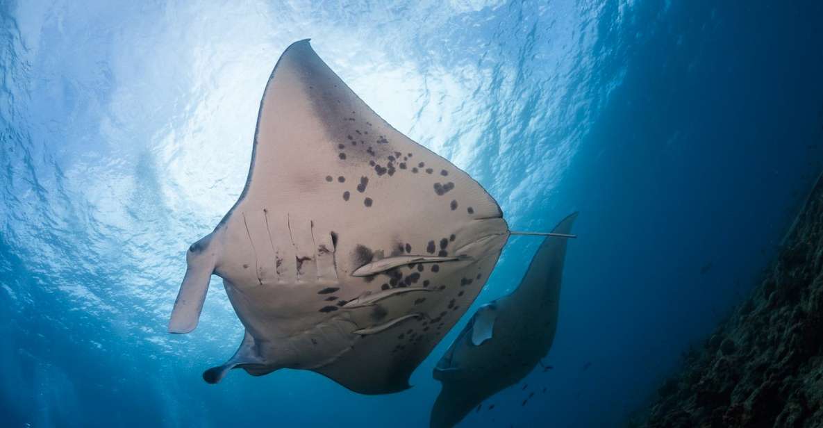 Big Island: Snorkel With Manta Rays - Manta Guarantee - Activity Details