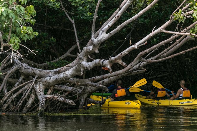 Bio Bay Night Kayaking With Transport From San Juan Area Requirements And Restrictions