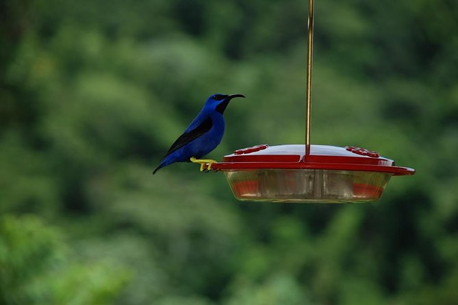 Bird Watching And Waterfall Adventure On The Caribbean Coast Exploring Tobagos Birdlife