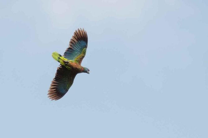 Bird Watching Tour In St Lucia Itinerary