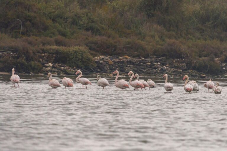 Birdwatching Boat Tour In The Tagus Estuary Tour Overview