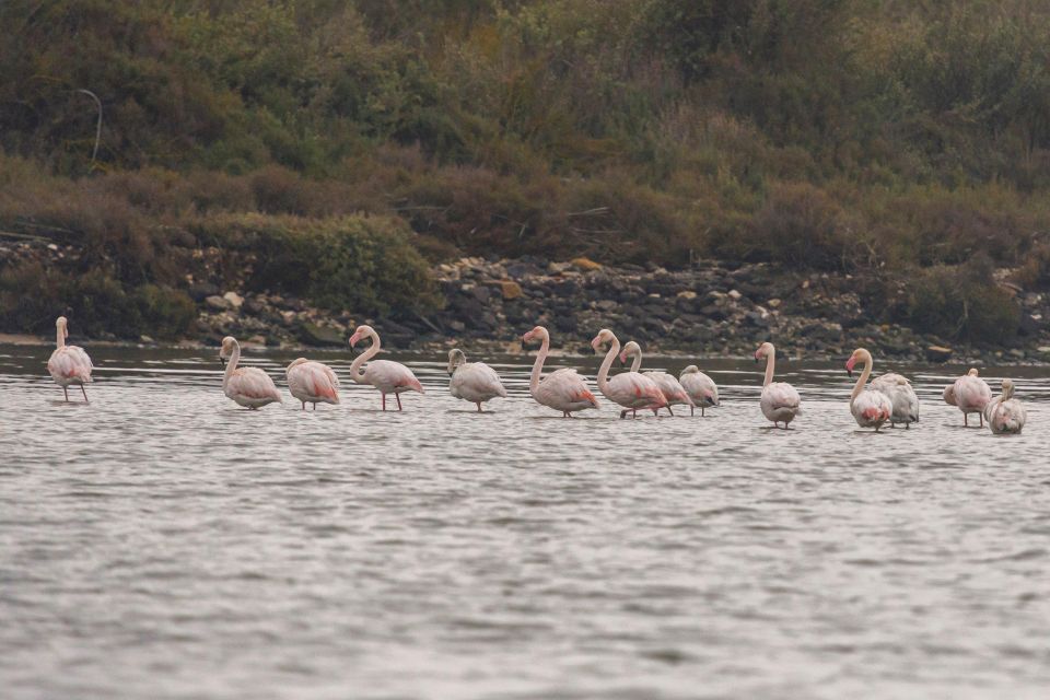 Birdwatching Boat Tour in the Tagus Estuary - Tour Overview