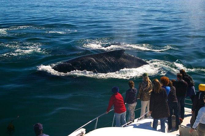 Boat Based Whale Watching From Hermanus Whale Watching Experience Overview