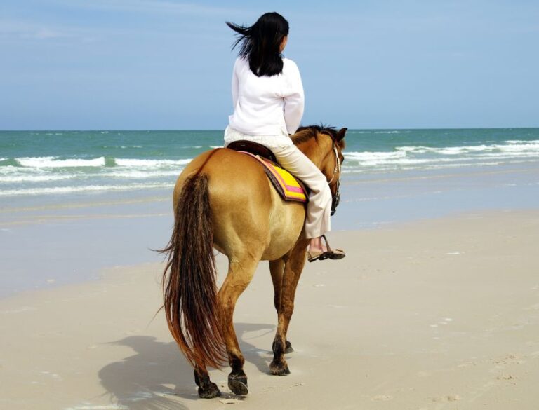 Bodrum: Horseback Riding Experience Itinerary And Included Services