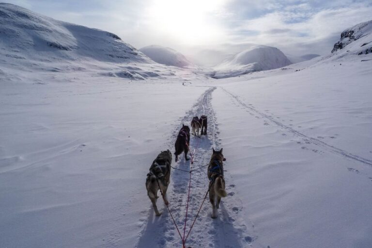 Bozeman: 6 Day Yellowstone Winter Wonderland Tour Tour Overview