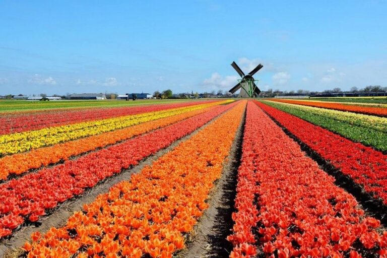 Brussels: Keukenhof, Tulips, And Delft Day Trip Tour Overview