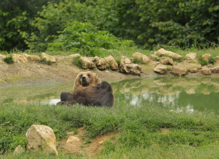 Bucharest: Transylvania With Dracula Castle & Bear Sanctuary Tour Overview