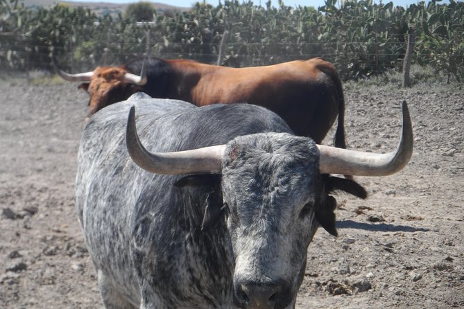 Bull Breeding Farm: Guided Half Day Tour From Seville Tour Highlights