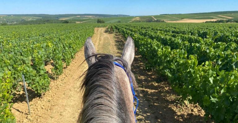 Burgundy: Horse Riding Tour In Chablis Tour Overview