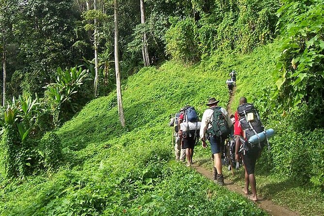 Bush Hiking To Explore Wild Plants & Fresh Fruits,montego Bay Transportation And Pickup Details