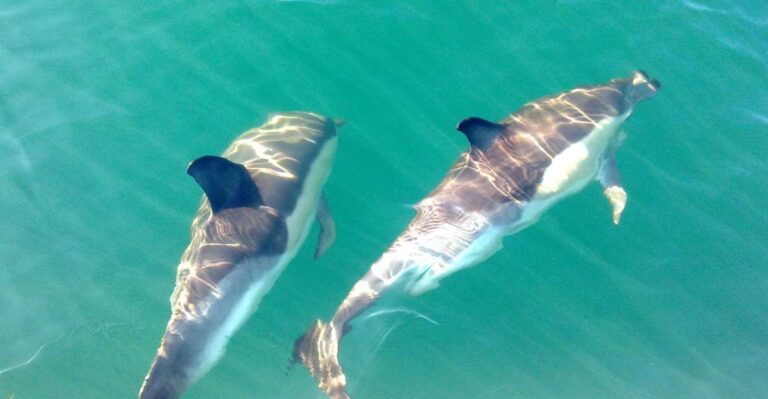 Cabanas De Tavira: Dolphin Watching Boat Tour Tour Overview