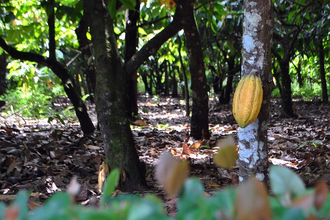 Cacao Plantation And Chocolate Factory Tour Chocolate Lovers Tour Details