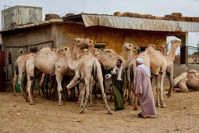 Cairo Unusual Day Tour Visit Camel Market In Birqash Overview Of The Tour