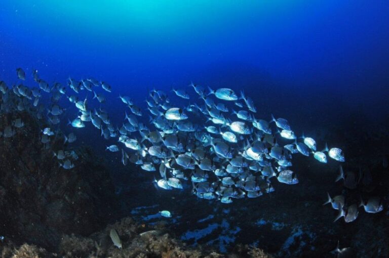 Calvi: Introduction To Diving Dive With An Instructor Overview Of The Diving Experience