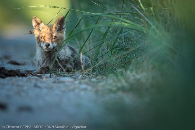 Camargue: Discovery Of Nature At The Vigueirat Marshes Tour Overview