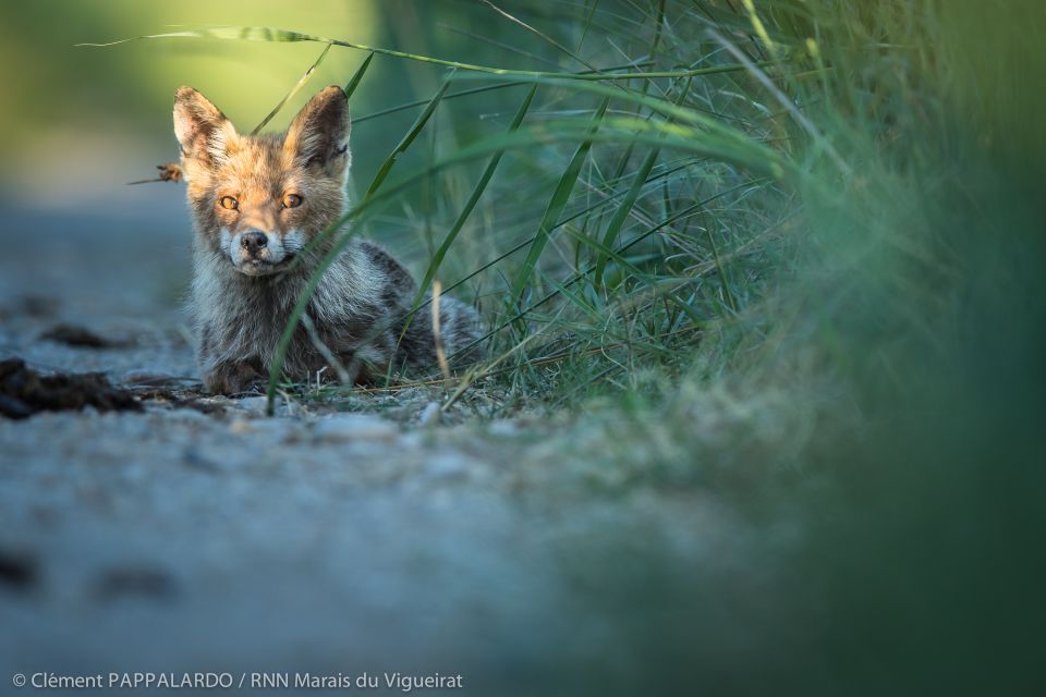 Camargue: Discovery of Nature at the Vigueirat Marshes - Tour Overview