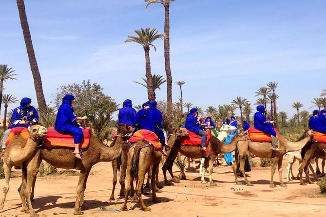 Camel Ride In The Palmeraie Of Marrakech Camel Ride Through The Oasis