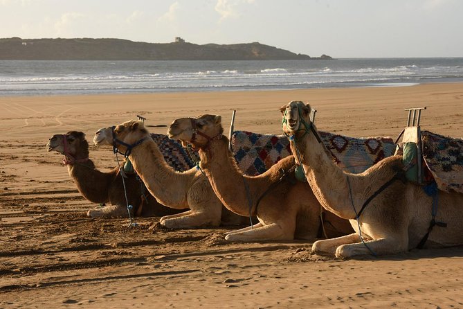 Camel Ride On The Beach Of Essaouira Exploring The Essaouira Coastline