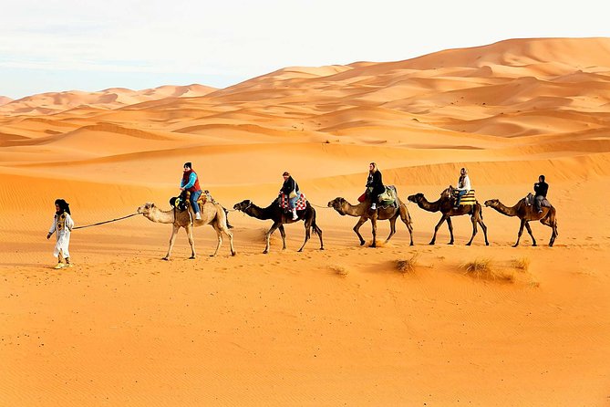 Camel Trekking Dubai With Dune Bashing And Sand Boarding Overview Of Camel Trekking Adventure