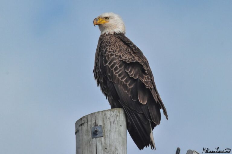 Cape May: Dolphin And Bird Watching Cruise Activity Overview