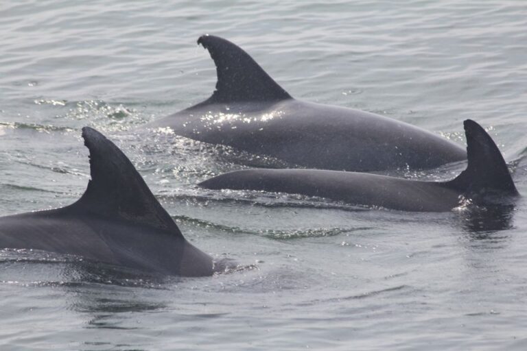 Cape May: Scenic Whale And Dolphin Watching Cruise Tour Overview