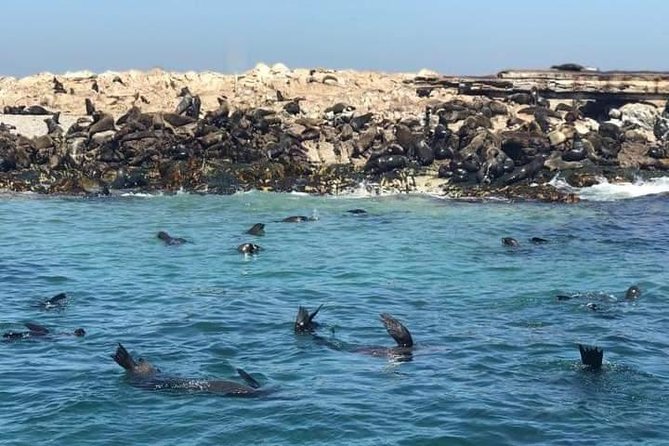 Cape of Goodhope Tour a Full Day Exploring the Cape Peninsula - Penguin Viewing at Boulders Beach