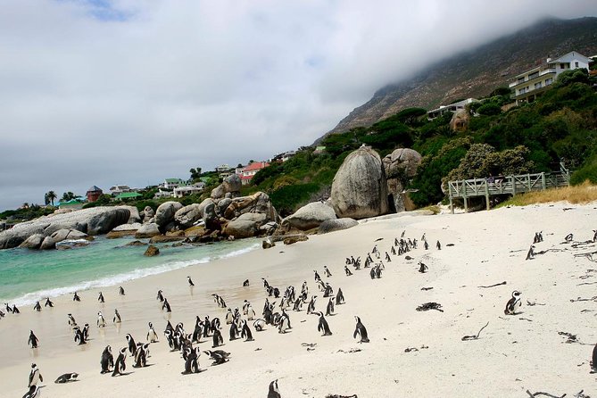 Cape Point Sightseeing Tour Including Penguins At Boulders Beach From Cape Town Overview Of The Tour