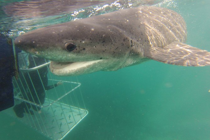 CapeTown: African Shark Eco-Charters Shark Cage Diving Experience - Included in the Excursion