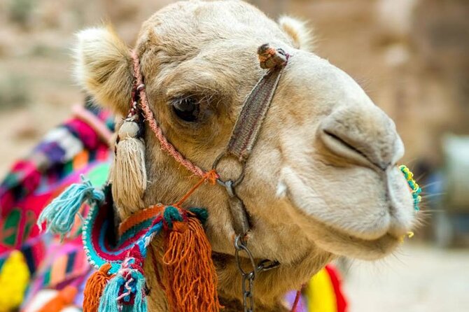 Cappadocia Camel Ride Experince Sunrise Sunset Daytime Safety Precautions And Requirements