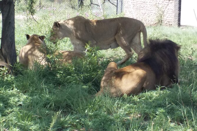 Captivating Safari Lion Park Experience (half Day Guided Tour) Encounter Rare White Lions