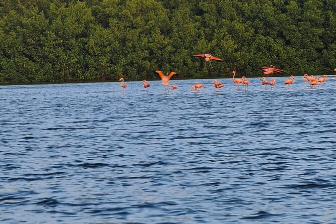 Caroni Bird Sanctuary Tour Pickup And Meeting