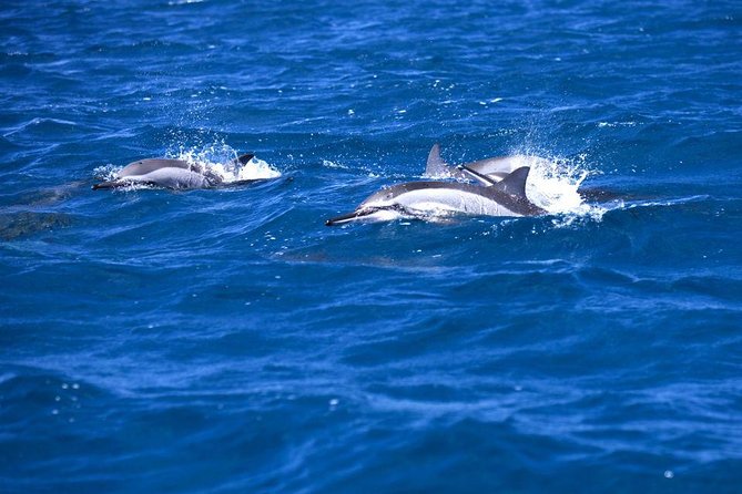 Catamaran Cruise To Ile Aux Bénitiers: Dolphin Watch, Crystal Rock & Transfer Overview Of The Catamaran Cruise