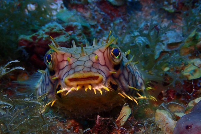 Champagne Reef Snorkeling Tour at Champagne Beach in Dominica - Marine Life Diversity