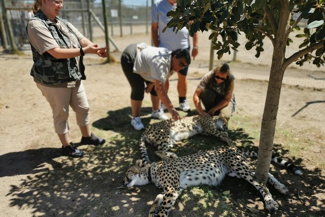 Cheetah Outreach Tour Somerset West, Gordons Bay And Strand Beaches Cheetah Outreach Preservation