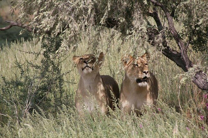 Chobe Day Trip Botswana Pricing And Inclusions