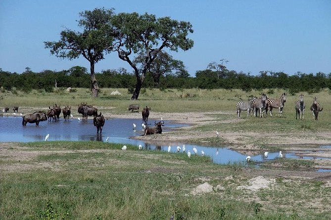 Chobe National Park Full Day Safari (botswana) Tour Overview