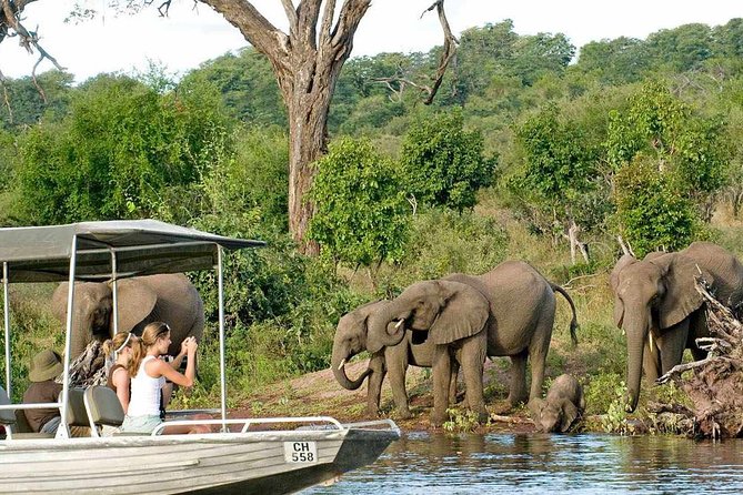 Chobe Safari Day Trip From Livingstone - Highlights of the Tour