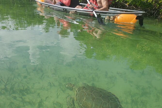 Clear Bottom Kayak Mangrove Eco Tour Meeting And Logistics