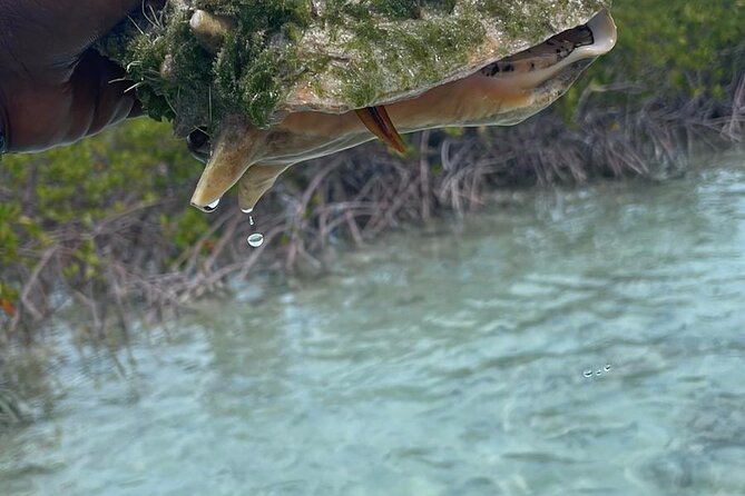 Clear Kayak Tour in Turks & Caicos Islands - Inclusions