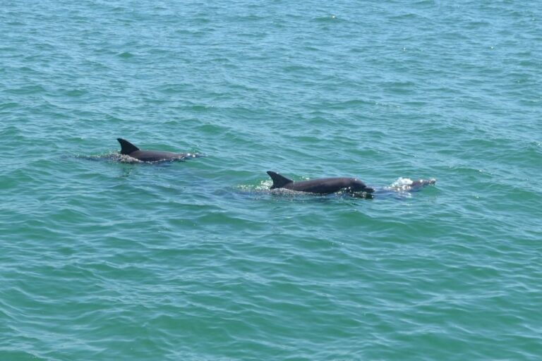 Clearwater: Cruise With Guaranteed Dolphin Sightings Tour Overview And Pricing