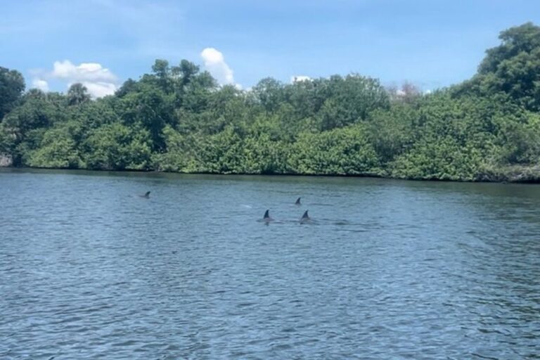 Cocoa Beach: Dolphin And Manatee Kayak Or Paddle Tour Tour Overview And Pricing