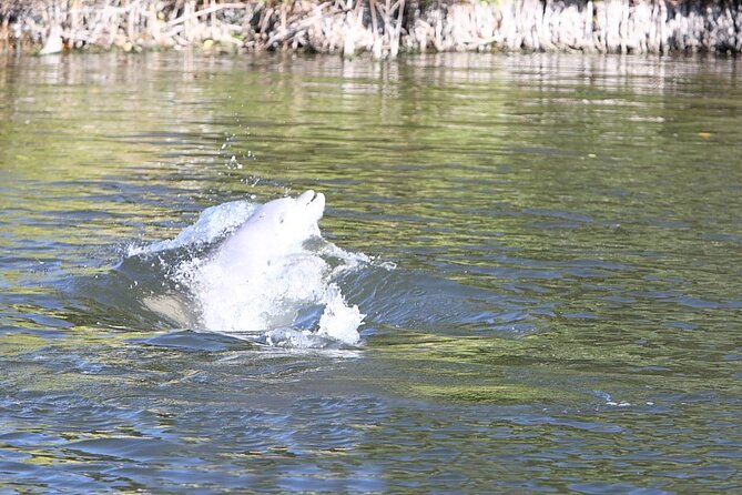 Cocoa Beach Dolphin Tours On The Banana River Tour Details And Amenities