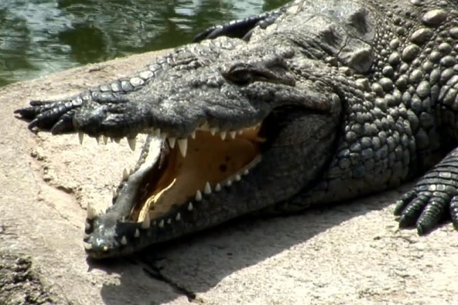 Cocodrilo Park Zoo Admission Ticket In Agüimes Unforgettable Animal Encounters