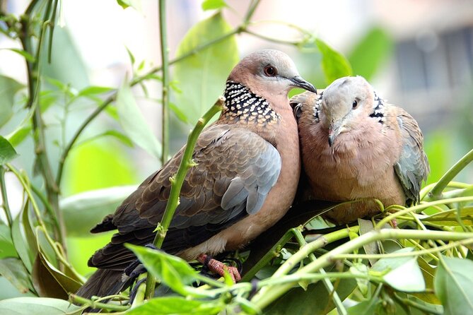 Colorful Species Of Birds Avian Diversity Exploration