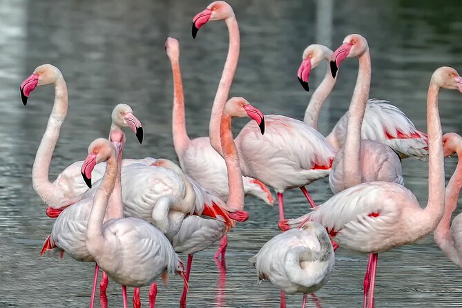 Combo: Cagliari Old Town and the Oasis of Flamingos - Explore Cagliaris Old Town